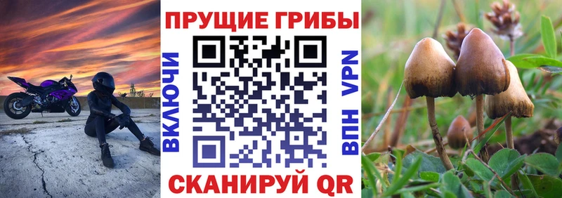 Галлюциногенные грибы Cubensis  хочу наркоту  Темников 